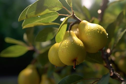 鱷梨樹(shù)上的梨子果樹(shù)果園水果農(nóng)產(chǎn)品攝影圖 攝影